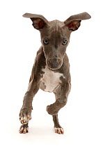 RF - Blue Italian Greyhound puppy, age 4 months. running.  (This image may be licensed either as rights managed or royalty free.)