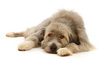 RF - Romanian rescue dog, lying chin on floor.  (This image may be licensed either as rights managed or royalty free.)