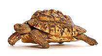 RF - Leopard tortoise (Stigmochelys pardalis) captive occurs in Africa.  (This image may be licensed either as rights managed or royalty free.)