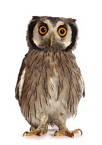 RF - Southern white-faced owl (Ptilopsis granti) captive, occurs in Southern Africa.  (This image may be licensed either as rights managed or royalty free.)
