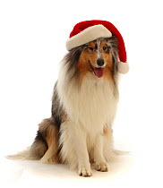 RF - Rough Collie wearing a Father Christmas hat.  (This image may be licensed either as rights managed or royalty free.)