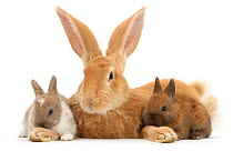 RF - Flemish Giant Rabbit, Toffee, and baby Netherland dwarf-cross rabbits.  (This image may be licensed either as rights managed or royalty free.)