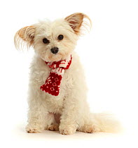 RF - Pomapoo,  wearing a red-and-white scarf.  (This image may be licensed either as rights managed or royalty free.)