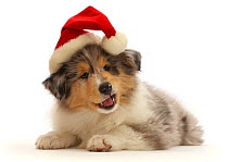RF - Rough Collie puppy, wearing a Father Christmas hat.  (This image may be licensed either as rights managed or royalty free.)