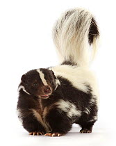RF - Striped skunk (Mephitis mephitis). Captive, occurs in North America. (This image may be licensed either as rights managed or royalty free.)