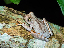 Frog (Boana crepitans) coastal rainforest, Mata Atlantica, Bahia, Brazil.
