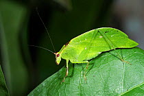 Green cricket, mimicking leaf, coastal rainforest, Mata Atlantica, Bahia, Brazil.