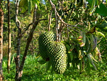 Soursop fruit ( Annona muricata) Mata Atlantica, Bahia, Brazil.