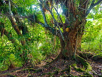 Jackfruit tree (Artocarpus heterophyllus) Coastal Rainforest, Mata Atlantica, Bahia, Brazil.