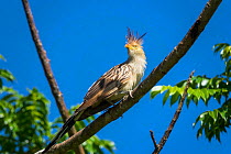 Guira cuckoo (Guira guira,) perched in coastal rainforest, Mata Atlantica, Bahia, Brazil.