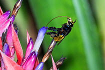 Orchid bee (Euglossa intersecta) feeding on bromeliad flower, rainforest near Manaus, Amazon Basin, Brazil.
