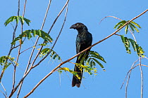 Greater ani (Crotophaga major) perched in rainforest near Manaus, Amazon Basin, Brazil.