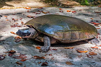 Arrau turtle / Giant Amazon river turtle (Podocnemis expansa) Amazon, Brazil.