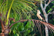 Yellow-headed caracara (Milvago chimachima) rainforest near Manaus, Amazon Basin, Brazil.