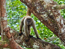 Grey woolly monkey (Lagothrix cana) with baby, rainforest, Amazon, Brazil.
