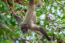 Grey woolly monkey (Lagothrix cana) hanging upside down with baby, rainforest, Amazon, Brazil.