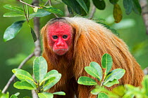 Bald uacari (Cacajao calvus) female in rainforest, Amazon, Amazonia, Brazil.