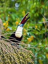 White-throated toucan (Ramphastos tucanus cuvieri) feeding on palm fruit, rainforest near Manaus, Amazon Basin, Brazil.