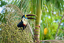 White-throated toucan (Ramphastos tucanus cuvieri) feeding on palm fruit, Rrainforest near Manaus, Amazon Basin, Brazil.