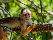 Young Spix&#39;s white-fronted capuchin monkey (Cebus unicolor) rainforest, Amazon, Brazil.