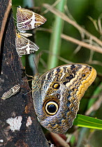 Owl butterfly (Caligo illioneus) Satyrinae, Bahia, Brasilien, South America
