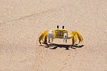 Atlantic ghost crab (Ocypode quadrata) running on the beach, Boipeba Island, Bahia, Brazil.