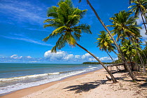 Sandy beach with coconut trees, Praia da Cueira, Boipeba Island, Bahia, Brazil.