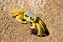 Atlantic ghost crab (Ocypode quadrata) on the beach at its hole, Boipeba Island, Bahia, Brazil.