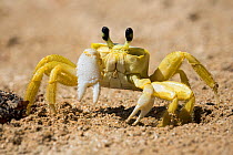 Atlantic ghost crab (Ocypode quadrata) on the beach at its hole, Boipeba Island, Bahia, Brazil.