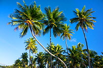 Coconut trees (Cocos nucifera) growing along the coast at Praia da Cueira, Boipeba Island, Bahia, Brazil.