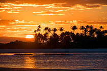 Sunset with coconut palms (Cocos nucifera) Boipeba Island, Bahia, Brazil.