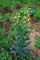 Cabbage flowering (Brassica oleracea capita) growing in an organic garden, with Peas (Pisum sativum) and Spring beans (Vicia faba), Grands Causses Regional Natural Park, Lozere, France, April