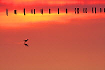 Silhouette of Black-winged stilt (Himantopus himanthopus) walking in the marshes at dawn with pickets in the background, Presqu le de Giens, Var, France, April