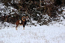 Mouflon (Ovis musimon) standing in snow at the edge of the forest, Grands Causses Regional Natural Park, Lozere, France, April