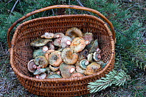 Basket of Edible milkcaps (Lactarius deliciosus) Grands Causses Regional Natural Park, Lozere, France, November