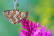 Spotted fritillary butterfly (Melitea didyma) on Pyramidal orchid (Anacamptis pyramidal) Grands Causses Regional Natural Park, Lozere, France, June