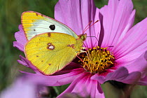 Clouded yellow butterfly (Colias croceus) feeding on a cosmos flower (Cosmos bipinnatus) in a garden, Grands Causses Regional Natural Park, Lozere, France, October