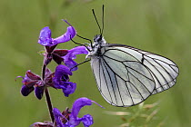 Black veined white butterfly (Aporia crataegi) on a Meadow clary flower (Salvia pratensis), Grands Causses Regional Natural Park, Lozere, France, July