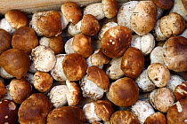 Ceps (Boletus edulis) in wooden crate at Cep fair in the town of Mende, Lozere, France, April