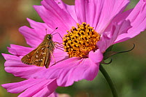 Silver-spotted skipper butterfly (Hesperia comma) female feeding on a cosmos flower (Cosmos bipinnatus) in a garden, Grands Causses Regional Natural Park, Lozere, France, August