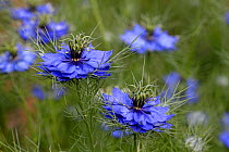 Love-in a-mist flowers (Nigella damascena) growing in organic garden, Grands Causses Regional Natural Park, Lozere, France, May