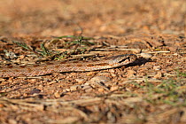 Smooth snake (Coronella Austriaca) cGrands Causses Regional Natural Park, , Lozere, France, April