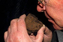 Man smelling a Black truffle (Tuber melanosorum) during the trufflle festival at la Canourgue, Grands Causses Regional Natural Park, Lozere, France, February