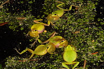 Five Mediterranean tree frogs (Hyla meridionalis) with inflated vocal sacs calling at night in a pond, Provence, Var, France, December