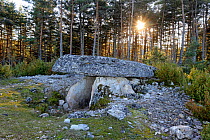 Dolmen in forest at sunset, Grands Causses Regional Natural Park, Lozere, France, February
