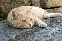 Cream coloured domestic cat (Catus felis domesticus) resting on paving stones, France