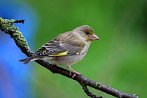 European greenfinch (Carduelis chloris) female, perched on tree branch, Grands Causses Regional Natural Park, Lozere, France, May