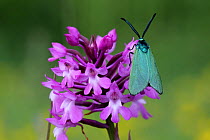 Common forester moth (Adscita statices) on Pyramidal Orchid (Anacamptis pyramidalis) Grands Causses Regional Natural Park, Lozere, France, June