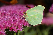Cleopatra butterfly (Gonepteryx cleopatra) feeding on flower, Grands Causses Regional Natural Park, Lozere, France, September