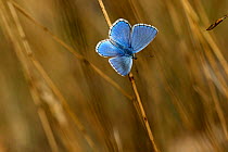Adonis blue butterfly (Lysandra bellargus) male basking with wings open, Grands Causses Regional Natural Park, Lozere, France, April